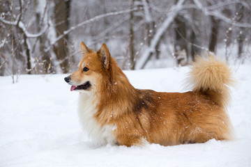 corgi fluffy portrait