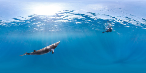 Whale and diver panorama