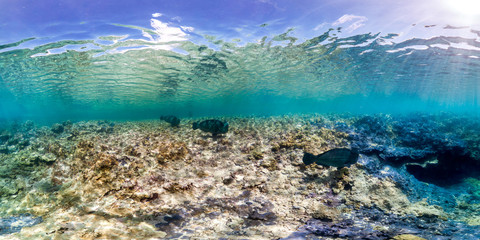 Fototapeta na wymiar Healthy coral reef and school of fish in Palmyra panorama