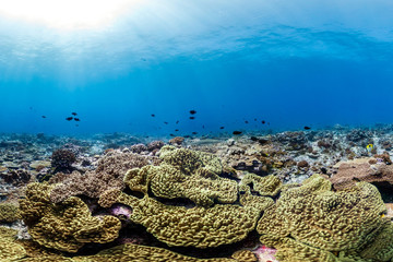 Naklejka na ściany i meble Healthy coral reef and fish in Palmyra