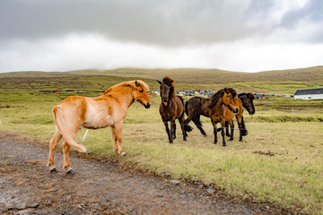 Amazing view of brown horses in rural farm grazing green grass in cloudy weather sky in Faroe Islands, North Atlantic, Europe hidden travel destination