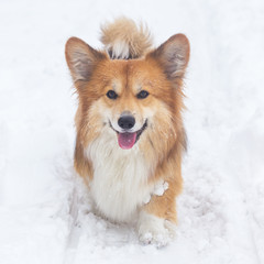 corgi fluffy portrait
