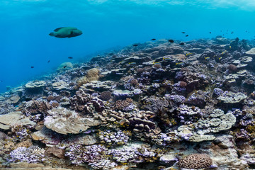 Healthy coral reef in Palmyra