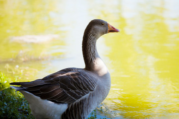 Goose on the lake background, summer outdoors