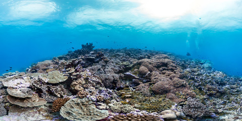 Plakat Healthy coral reef in Palmyra panorama