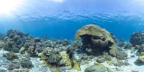 Healthy coral reef in the Philippines panorama