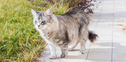 Siberian cat outdoor on the grass green, long haired kitten walking in a garden