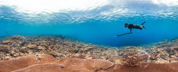Foto op Plexiglas Spearfisher hunting on healthy reef © The Ocean Agency