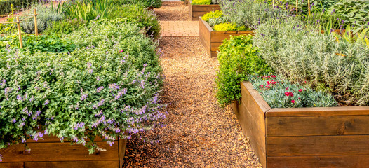 Raided beds in an urban garden growing plants herbs spices and vegetables