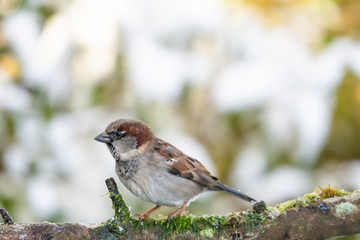 House Sparrow