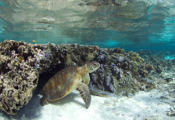 Sea turtle on healthy coral reef © The Ocean Agency