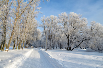 Cold winter in the woods.