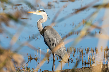 Grey heron on the rice paddy in the natural park of Albufera, Valencia, Spain, Europe. Nature background