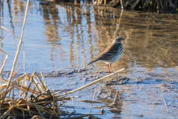 Bird at sunrise in a flooded rice field in the natural park of Albufera, Valencia, Spain. perfect natural background and water reflection