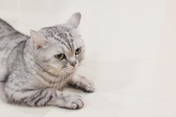 Portrait of a scottish fold cat.Face of scottish fold cat