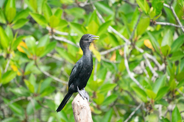 Cormorant