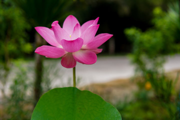 Obraz premium Pink Lotus flower blooming in garden background.