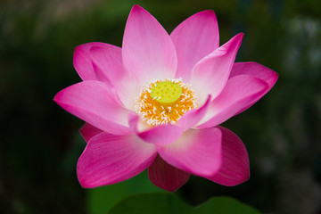 Fototapeta premium Pink Lotus flower blooming in garden background.