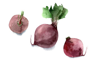Watercolor beet. Hand drawn illustration isolated on white background.