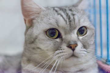 Portrait of a scottish fold cat.Face of scottish fold cat
