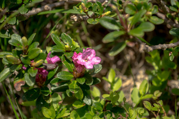 Obraz premium pink flowers in the mountains 