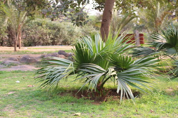 nature and architecture