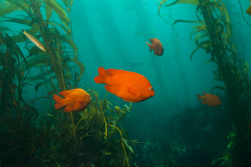 Orange Garibaldi Damsel Fish swimming between giant kelp plants