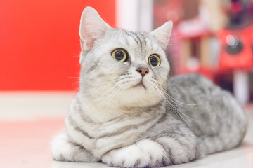 Portrait of a scottish fold cat.Face of scottish fold cat