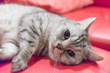Portrait of a scottish fold cat.Face of scottish fold cat