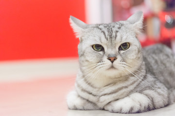 Portrait of a scottish fold cat.Face of scottish fold cat