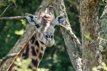 A male Giraffe under an Acacia tree.