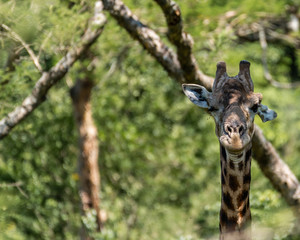 A male Giraffe bothered by flies.