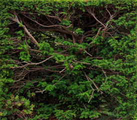 Trimmed (pruned) tree in the park. Bush with cropped branches in the shape of a rectangle. The texture is perfect for background and design.