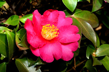 山茶花（サザンカ）