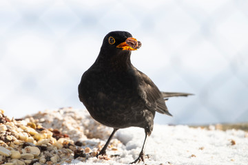 Amsel an Winterfütterung mit Rosine im Schnabel