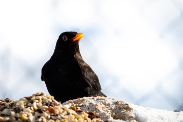 Amsel an Winterfütterung