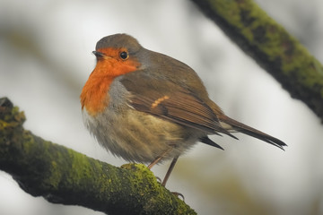 A robin redbreast Erithacus rubecula on a tree branch. Detailed capture of a curious looking redbreast on a branch covered with moss.