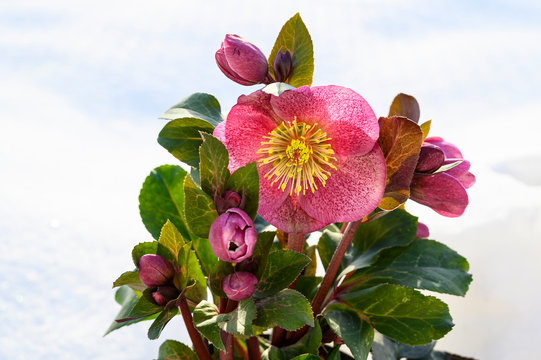 Helleborus - Lenzrose