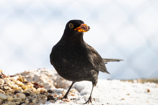 Amsel an Winterf&uuml;tterung mit Rosine im Schnabel