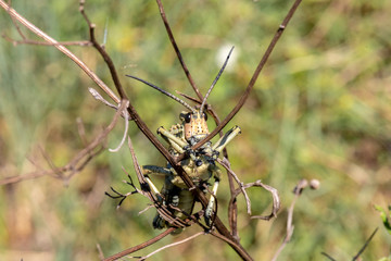 A close view of a Green Milkweed Locust.