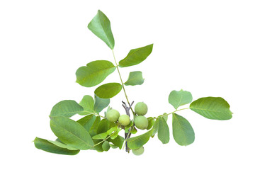 Fototapeta na wymiar Walnuts ( juglans regia) fruits green tree branch isolated on a white background