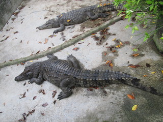 alligators lying on a concrete floor in a crocodile farm
