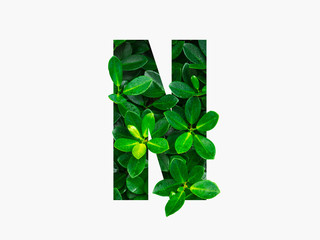 Nature concept alphabet of green leaves in alphabet letter N