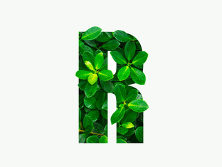 Nature concept alphabet of green leaves in alphabet letter R