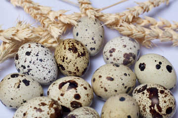 Quail eggs. Next spikelets. Lie on a white background.
