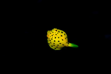 Baby yellow boxfish / cube boxfish with black background