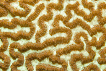 Polyps of a brain coral looking like a maze / labyrinth
