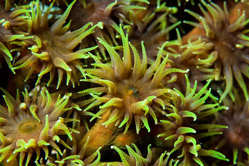 Polyps of a colorful soft coral