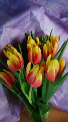 Tulpen 5