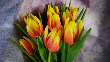 Tulpen 6